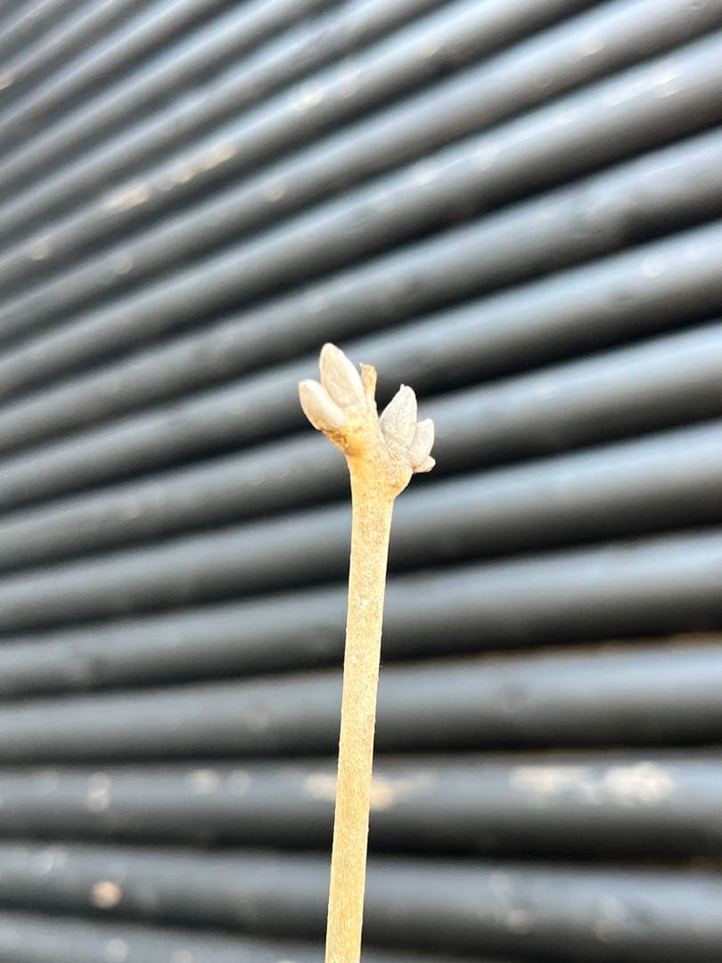 山採り天然　アオダモ　5本株立ち　11