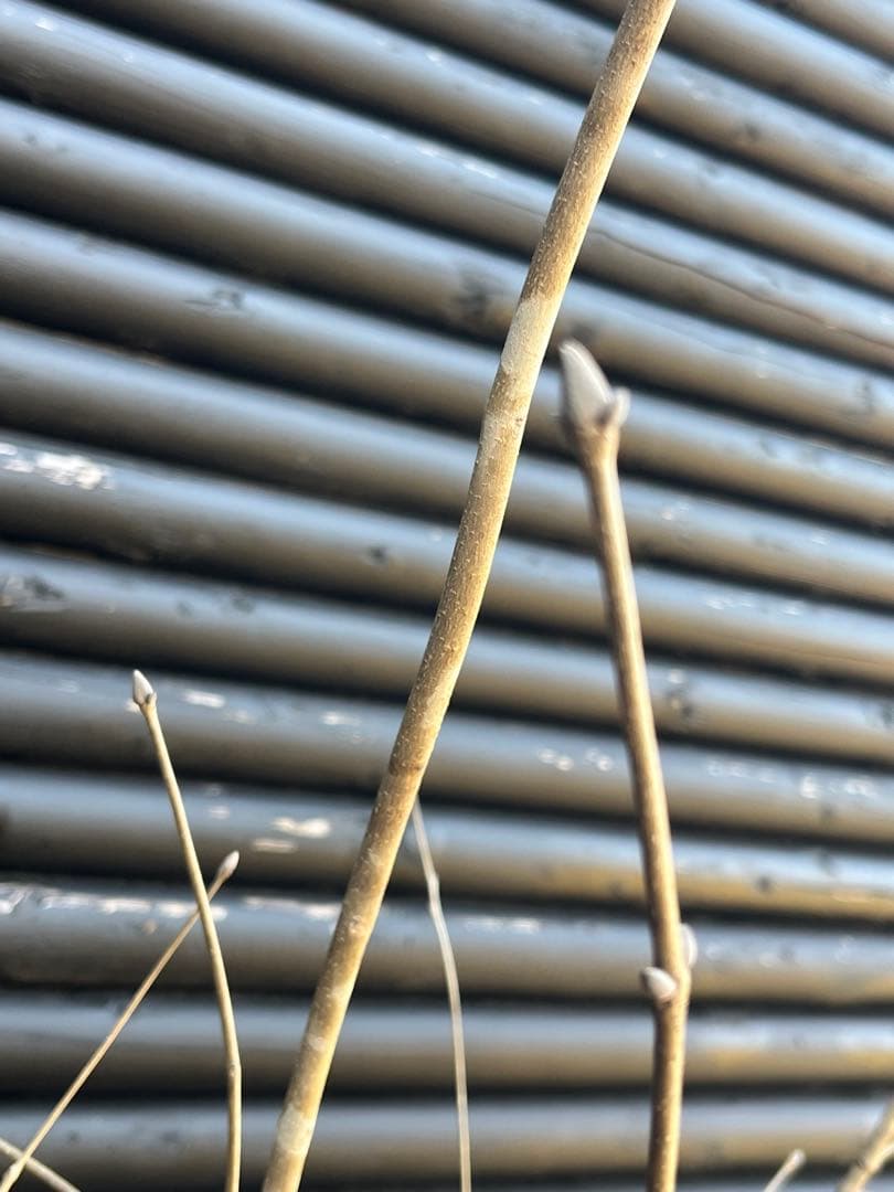 山採り天然　アオダモ　5本株立ち　11