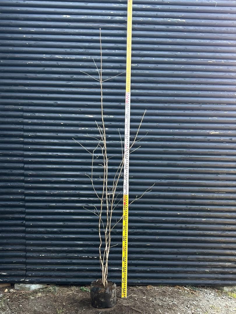 山採り天然　アオダモ　5本株立ち　11