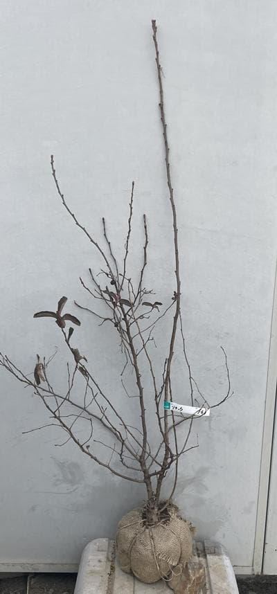 《現品》利休梅（リキュウバイ）樹高1.3ｍ（根鉢含まず）76【庭木/苗木/植木】