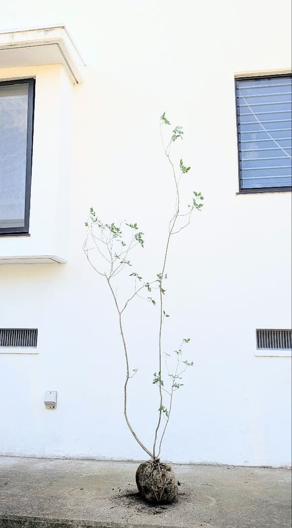 風情。山採りアオダモ。