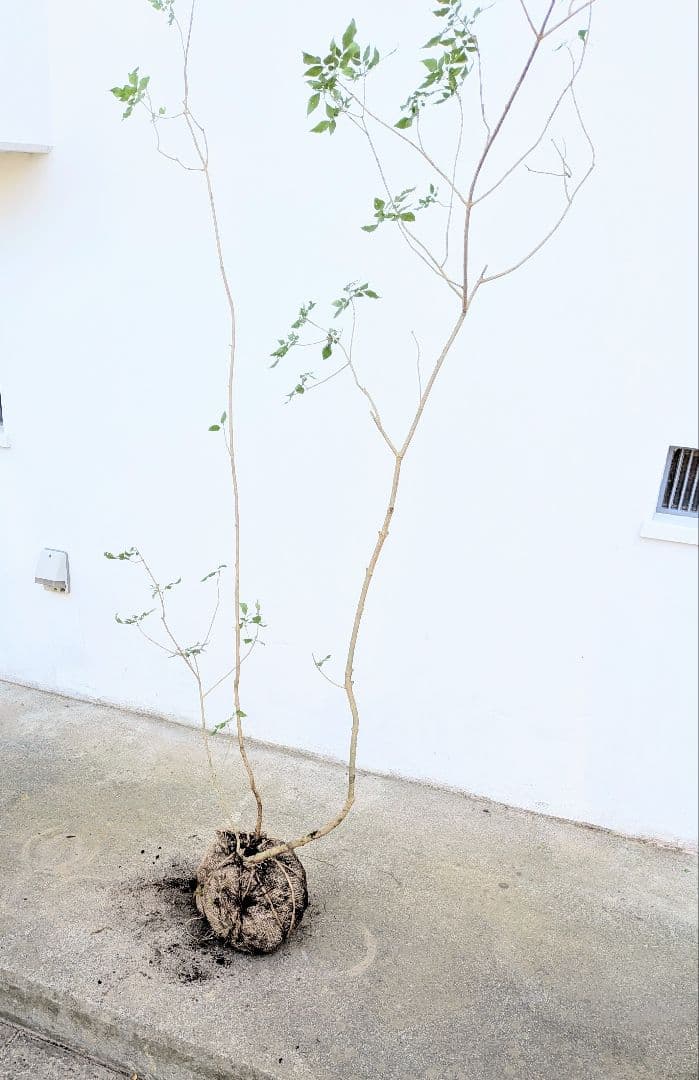 風情。山採りアオダモ。