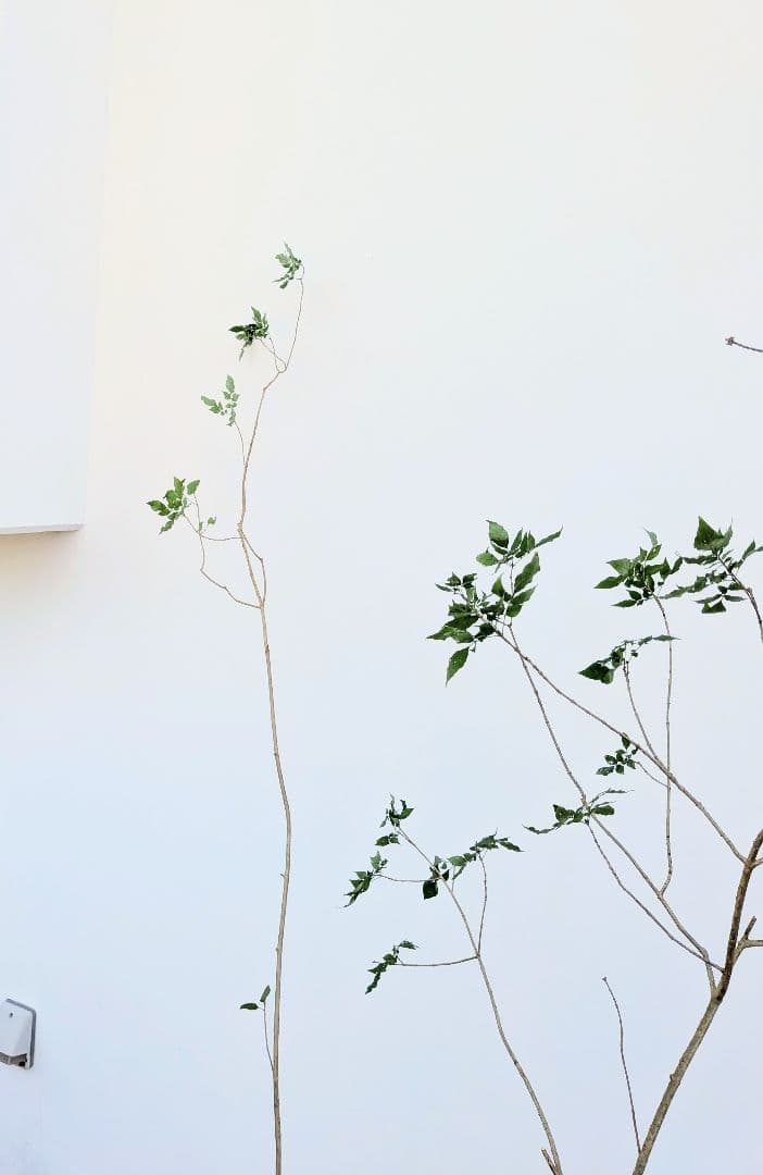 風情。山採りアオダモ。