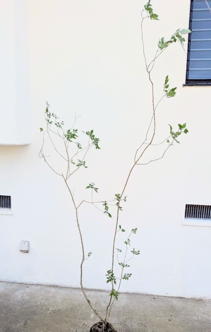 風情。山採りアオダモ。