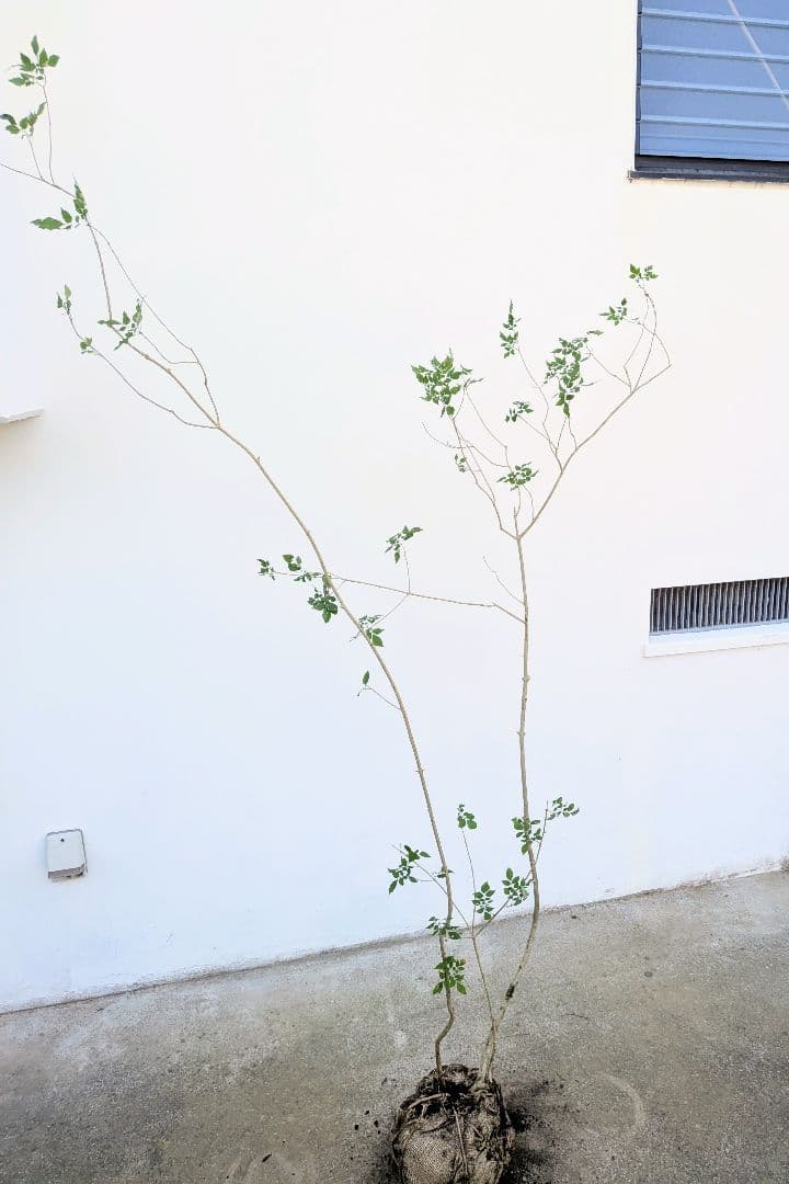 風情。山採りアオダモ。