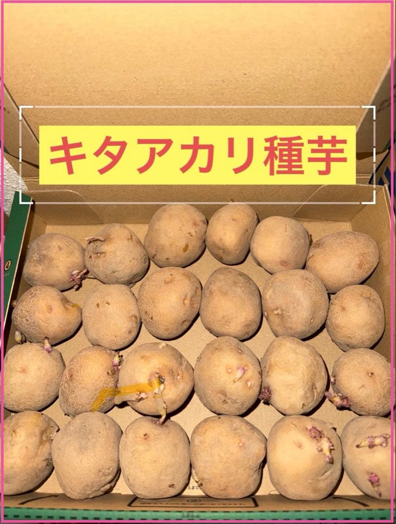 北海道産 じゃがいも 種芋 キタアカリ サイズS〜SS 15kg前後 300玉位