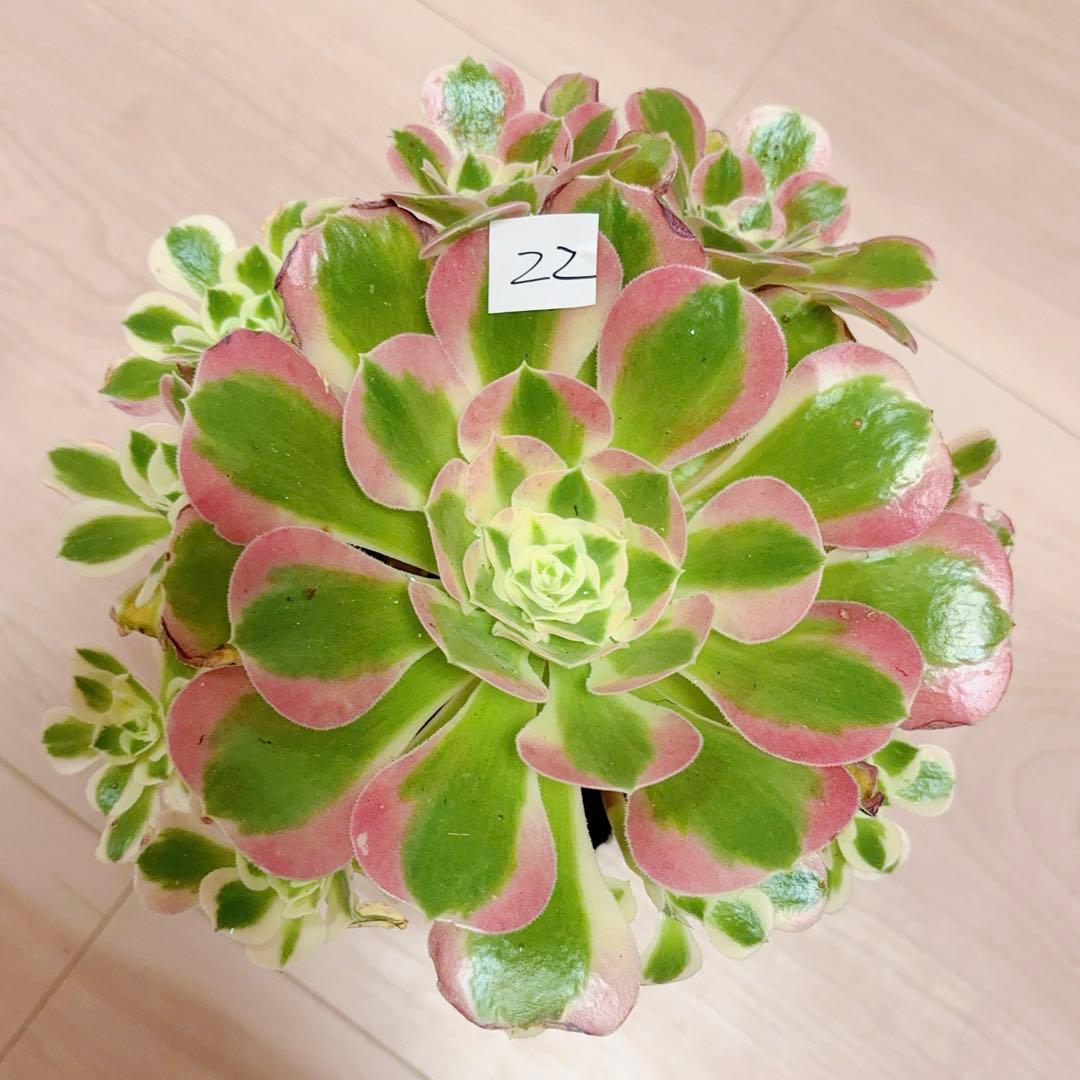 22#多肉植物アエオニウム錦❤️リバーストーン❤️ 1大頭10小頭22cm 拔き苗