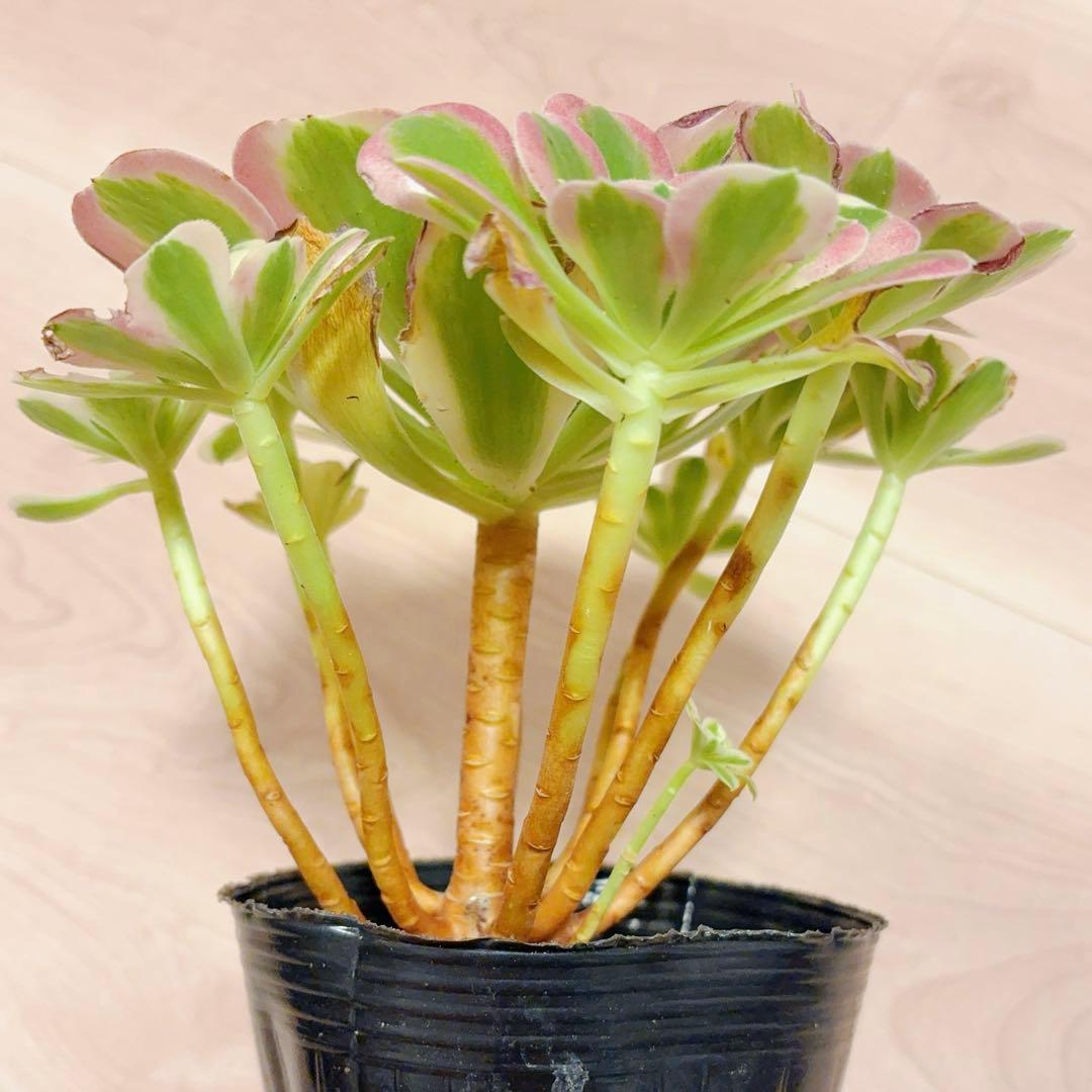 22#多肉植物アエオニウム錦❤️リバーストーン❤️ 1大頭10小頭22cm 拔き苗