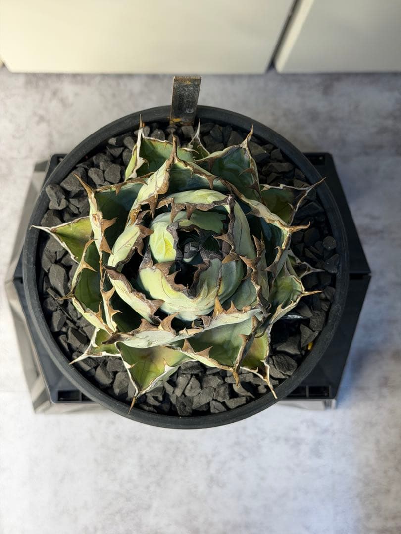 ［親株出品］アガベ　チタノタBB