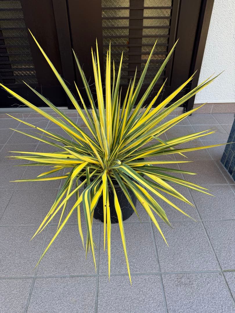 ユッカ　イトラン　カラガード　鉢に2株有り　鉢ごと発送