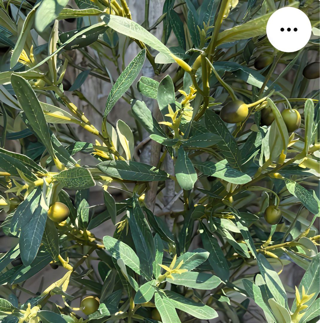 光触媒　人工観葉植物　ウォールグリーン　フェイクグリーン　オリーブtja