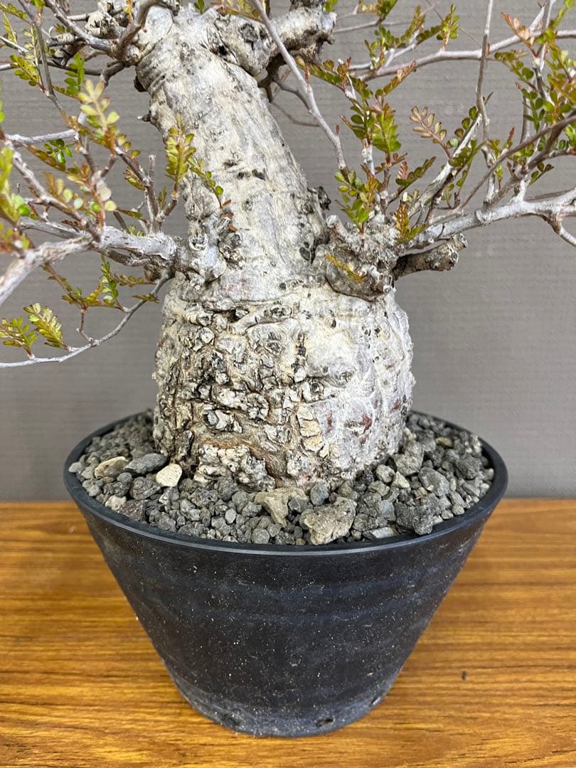 金ちゃんママ　オペルクリカリア　パキプス　現地球　発根済みです。鉢付きです