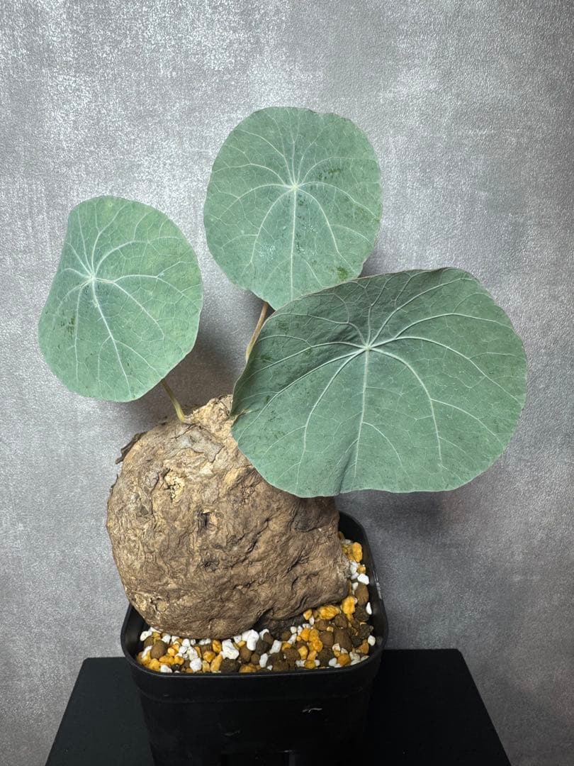 ステファニアカゥィーサキーStephania kaweesakiレア種　大株