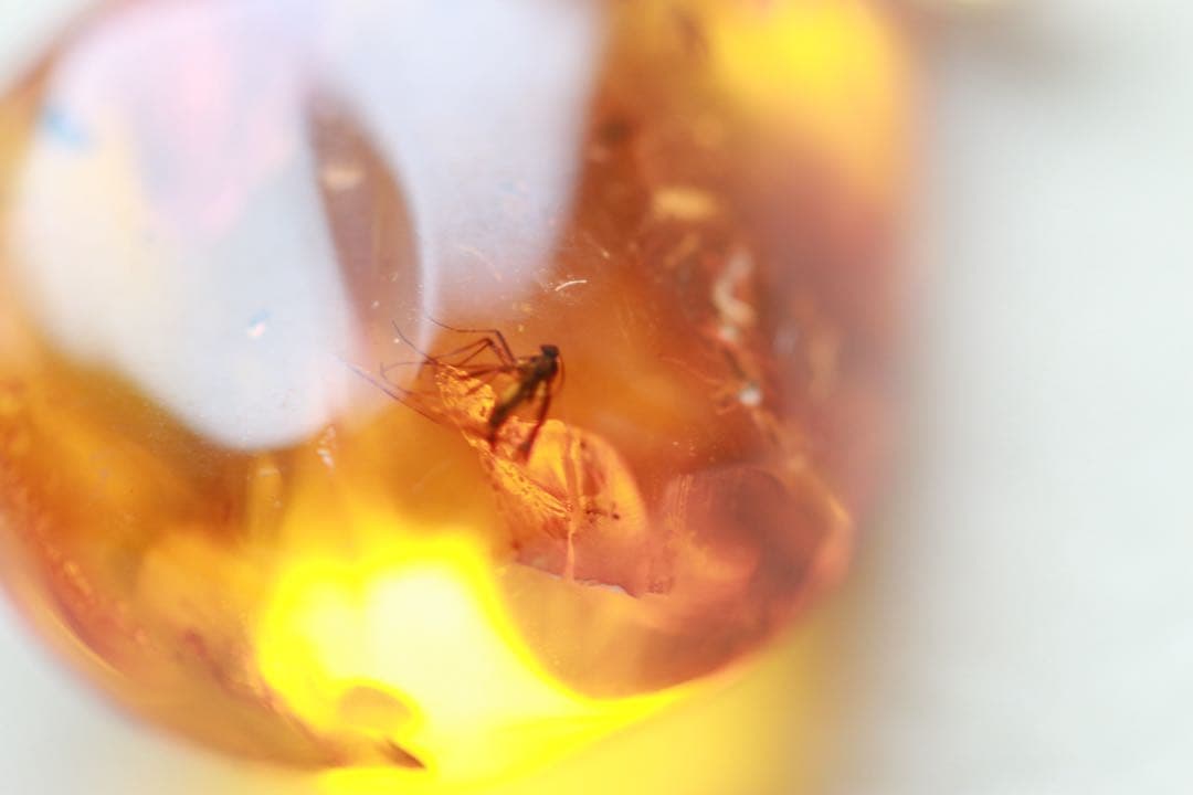 天然琥珀　虫入り琥珀　ルース　K18金　ペンダントトップ　鑑別書付