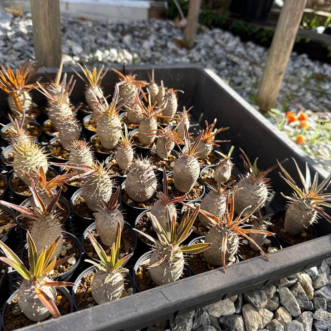 パキポディウムグラキリス