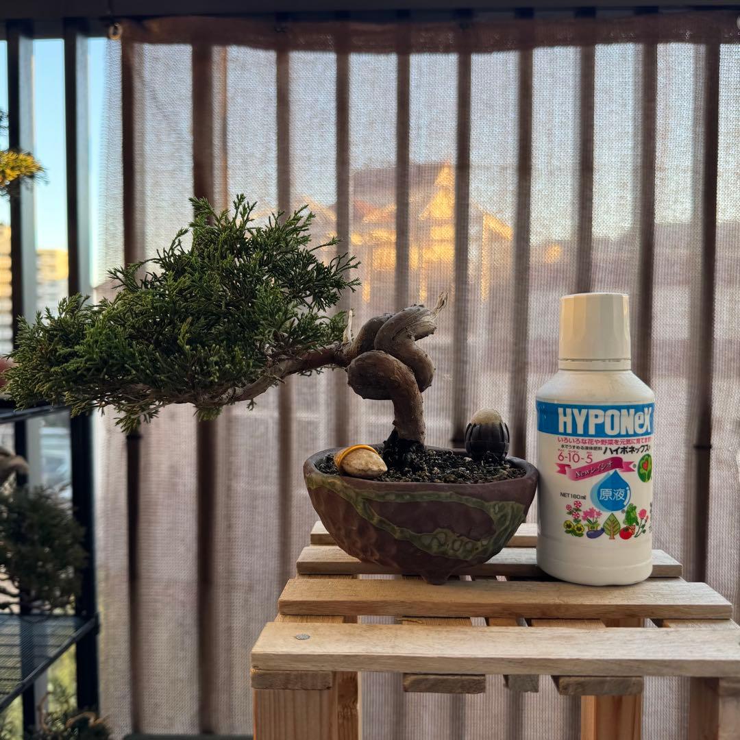 真柏 捻転 盆栽