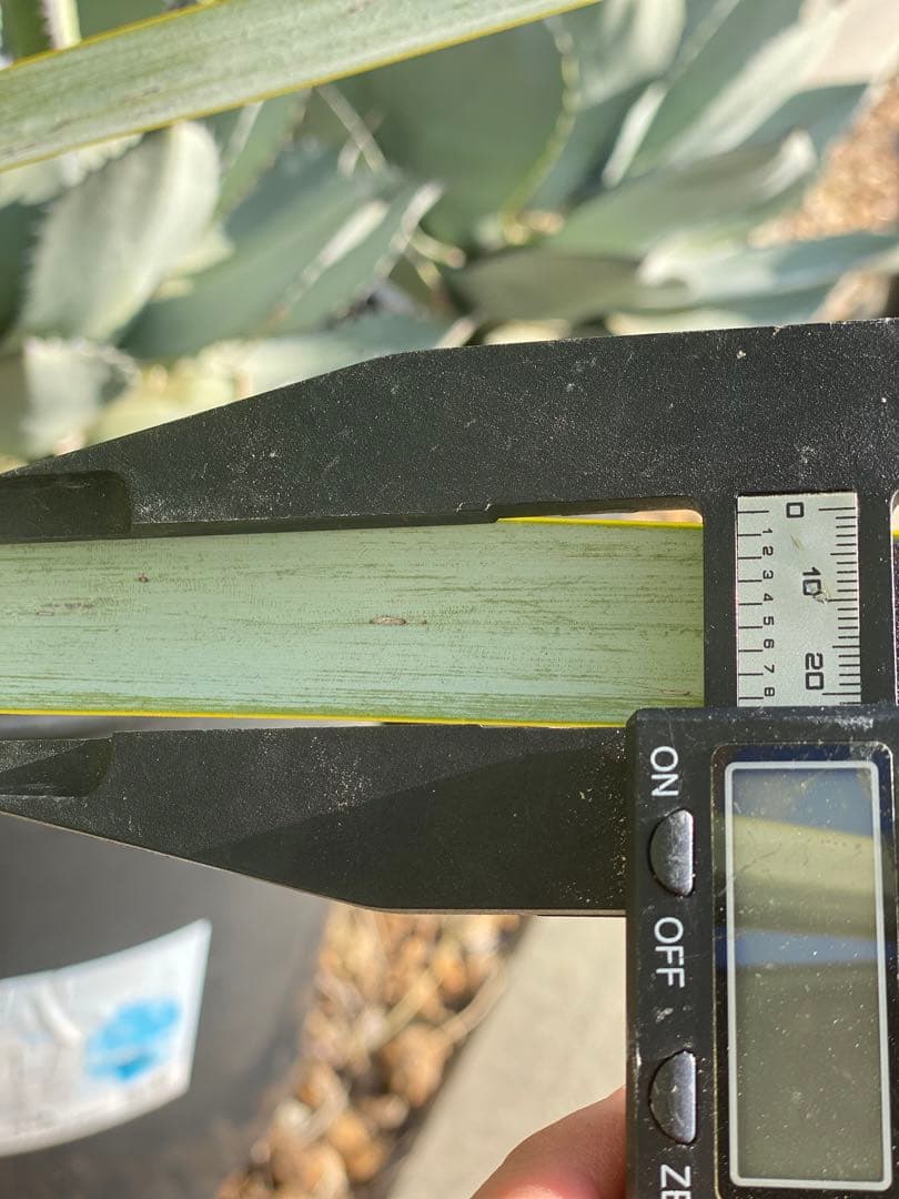 マルデヌベスver.リギダ