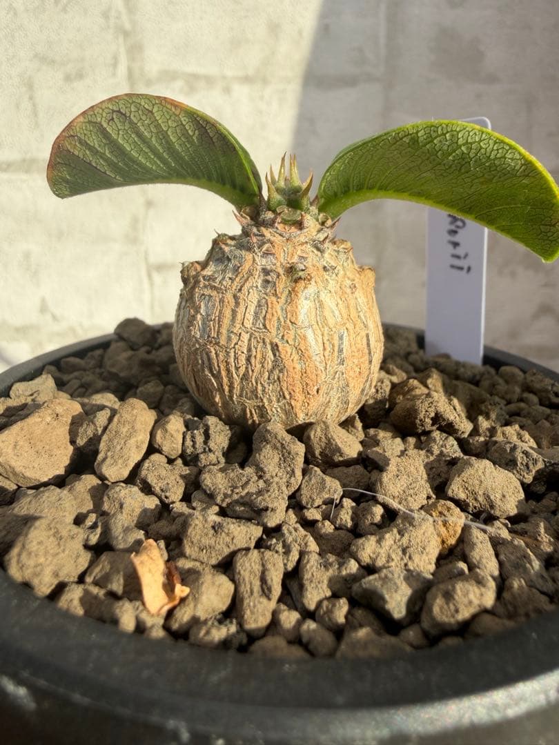 パキポディウム　ウィンゾリー　実生　良型　まんまる株　塊根植物　コーデックス
