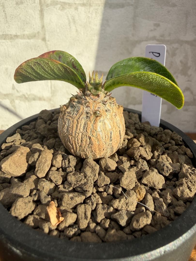 パキポディウム　ウィンゾリー　実生　良型　まんまる株　塊根植物　コーデックス