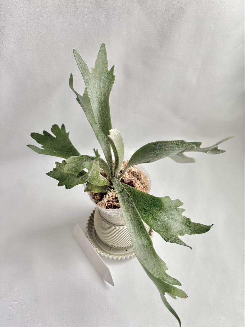 【メルカリ便】P. Willinckii Spur(TC) 【18】