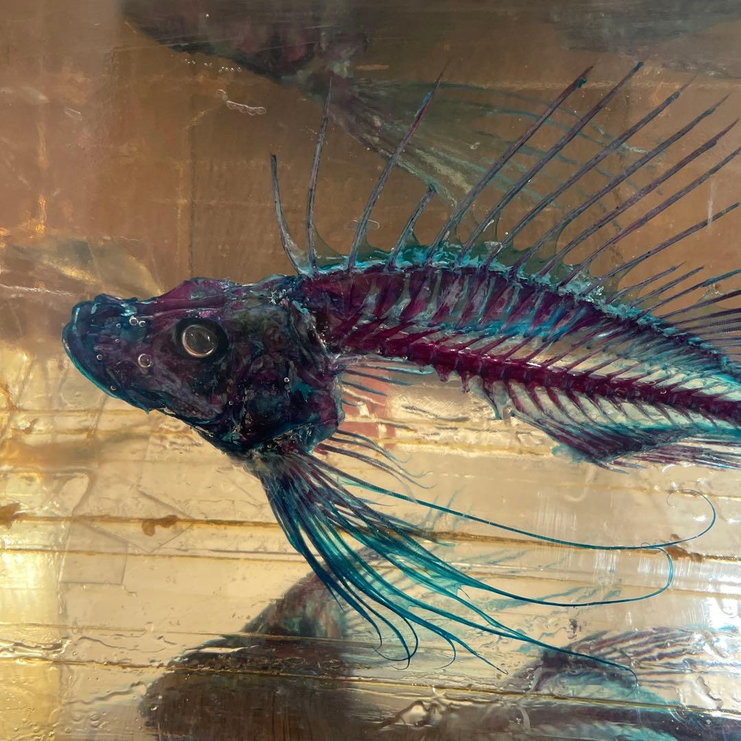 ミノカサゴ 標本 Pterois lunulata 約30cm