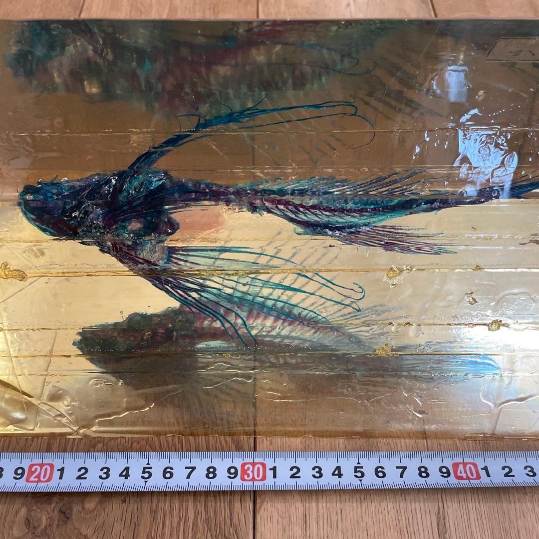 ミノカサゴ 標本 Pterois lunulata 約30cm