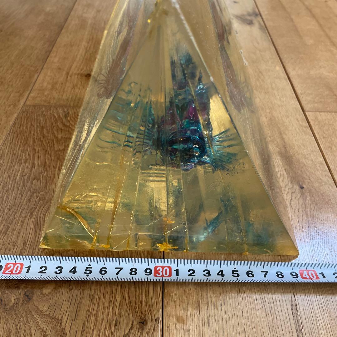ミノカサゴ 標本 Pterois lunulata 約30cm