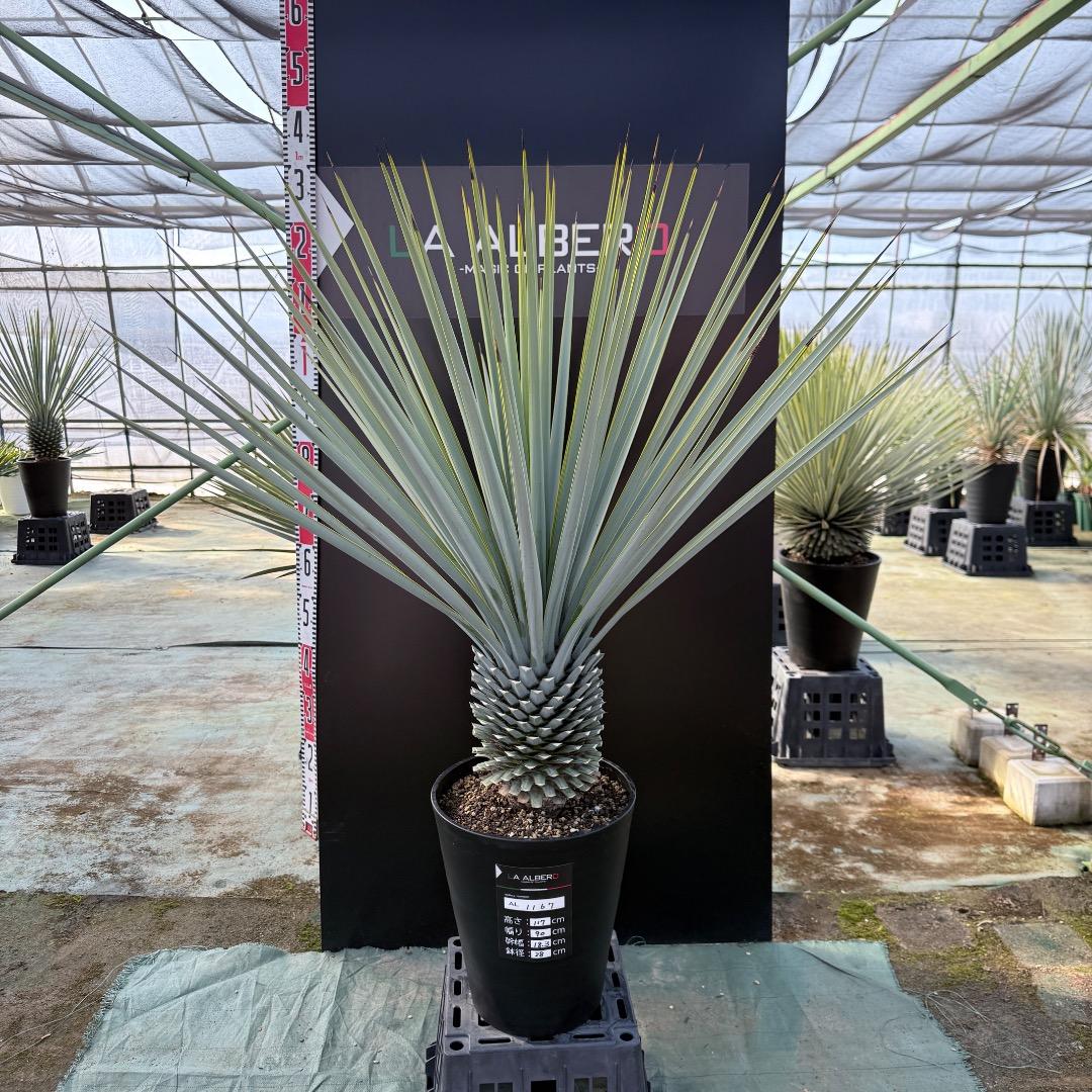 【AL1167】ユッカ　リギダ