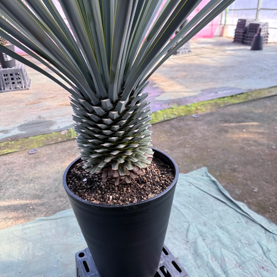 【AL1167】ユッカ　リギダ