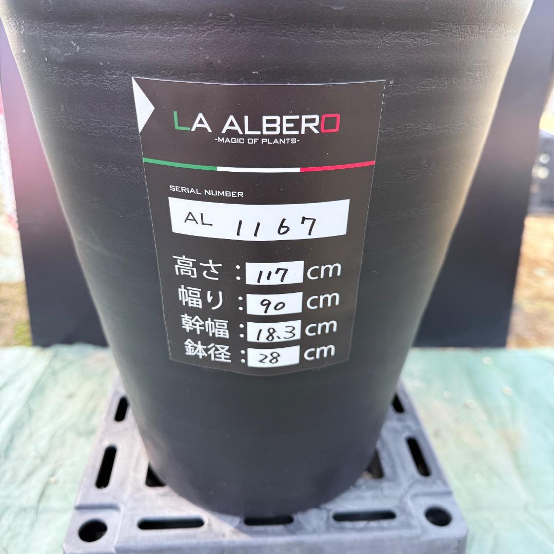 【AL1167】ユッカ　リギダ