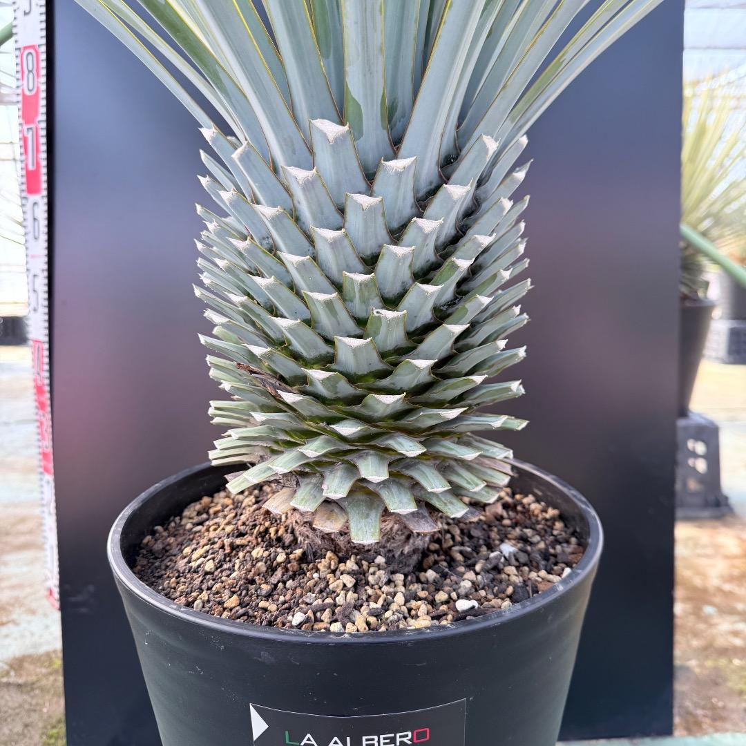 【AL1167】ユッカ　リギダ