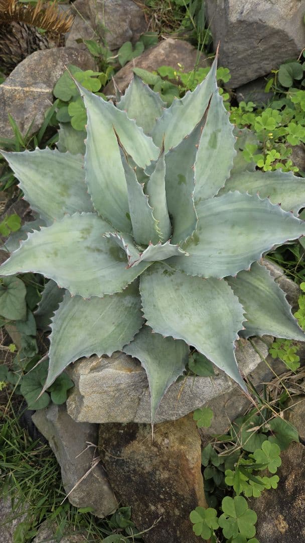 オバティフォリアバンジー　浅中斑