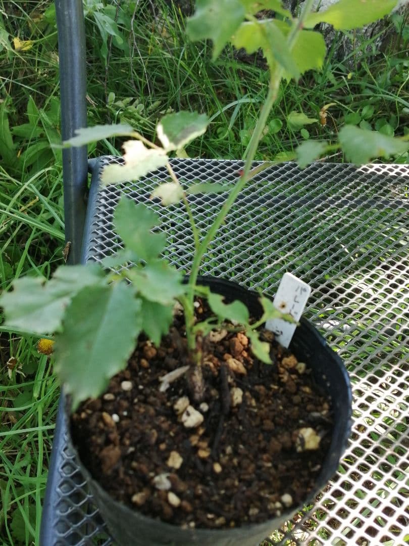 バラ　パレード　挿し木3年目