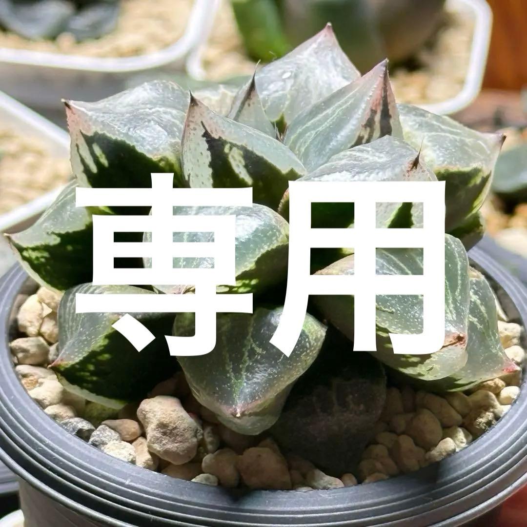 salmon_ハオルチア_アイスキューブ