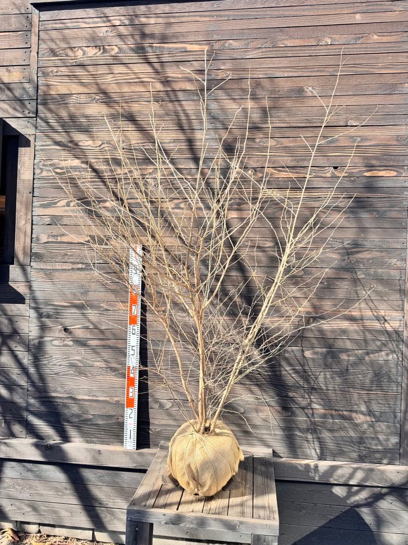 エゴノキ/大株立ち【現品発送】管理80009