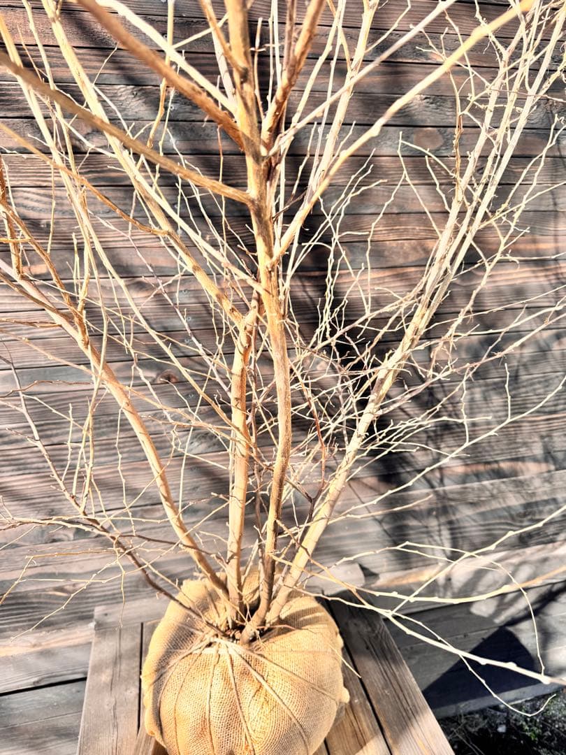 エゴノキ/大株立ち【現品発送】管理80009