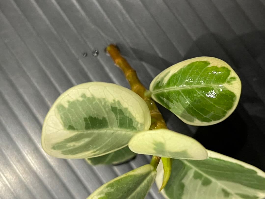 パンダガジュマル斑入りカット