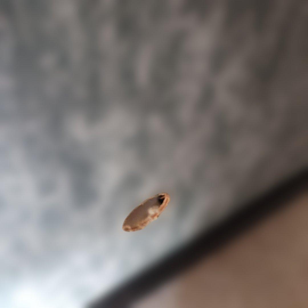 五月人形 兜飾り、白鳳の兜、峰月作