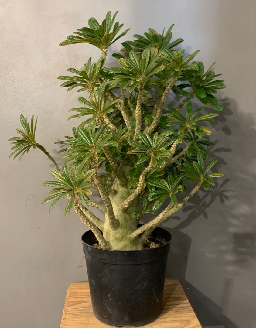 ドルステニア ギガス