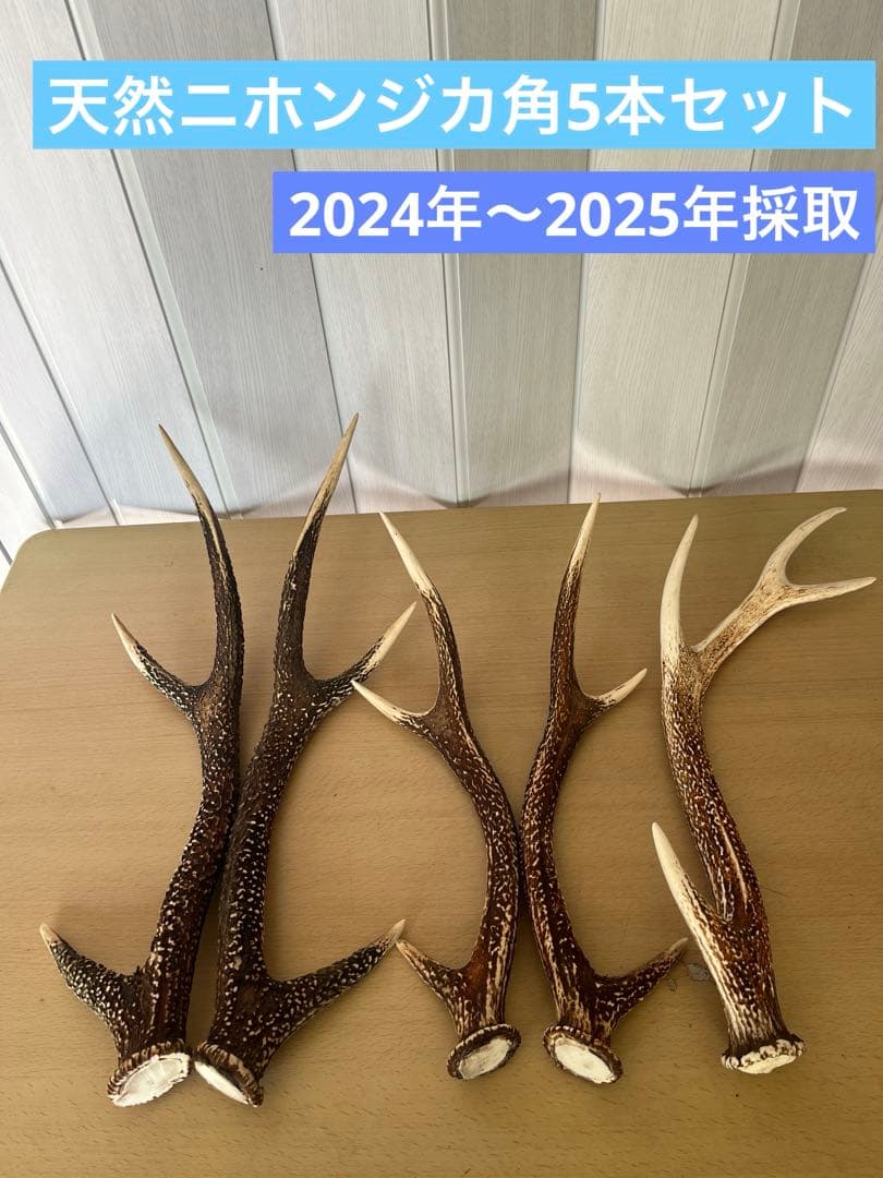 希少‼️天然日本鹿の角5本