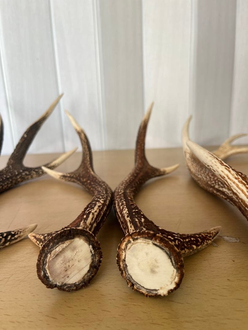 希少‼️天然日本鹿の角5本