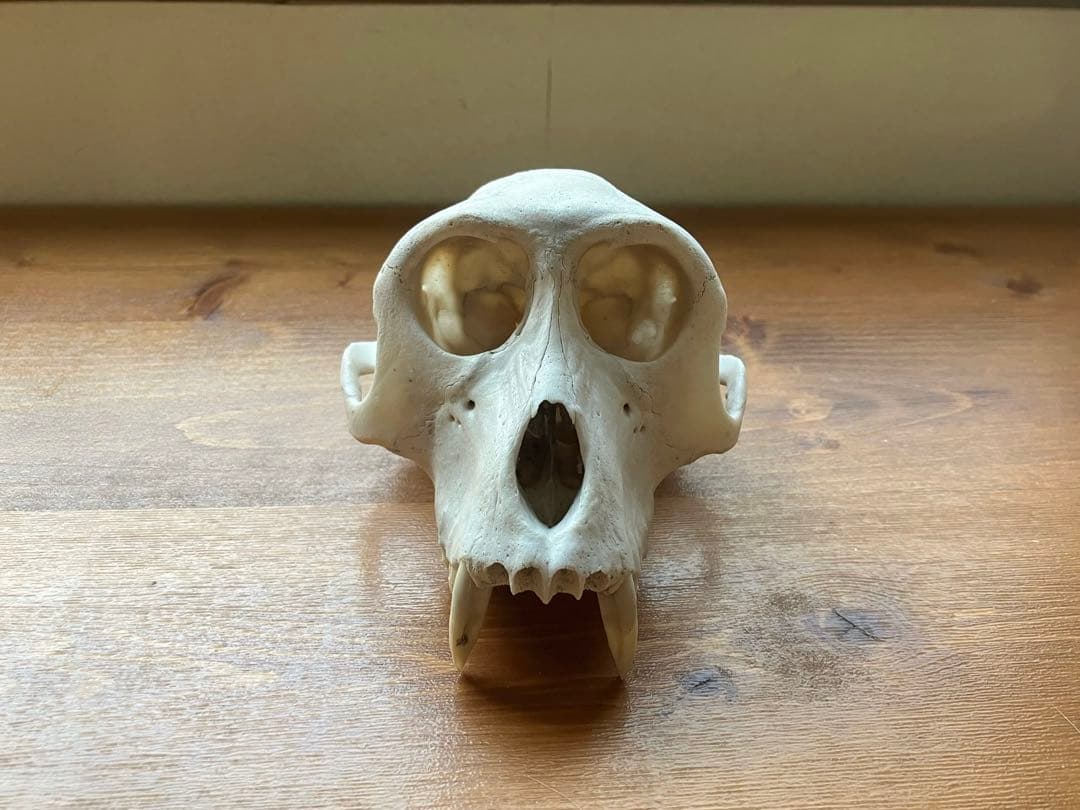 【希少】ニホンザルの頭骨（スカル）※下顎無し