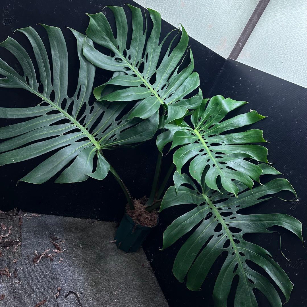 モンステラデリシオーサマクロコズム超希少系統鉢植え86㎝
