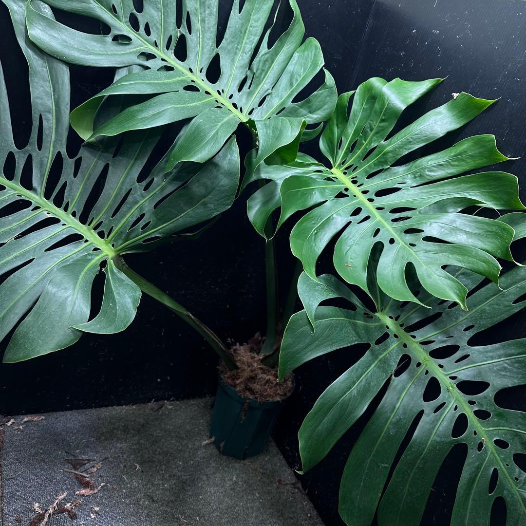 モンステラデリシオーサマクロコズム超希少系統鉢植え86㎝