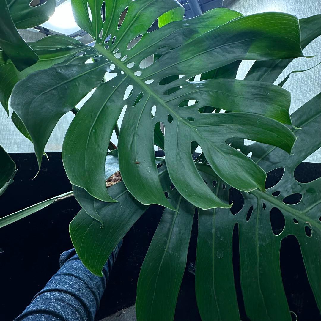 モンステラデリシオーサマクロコズム超希少系統鉢植え86㎝