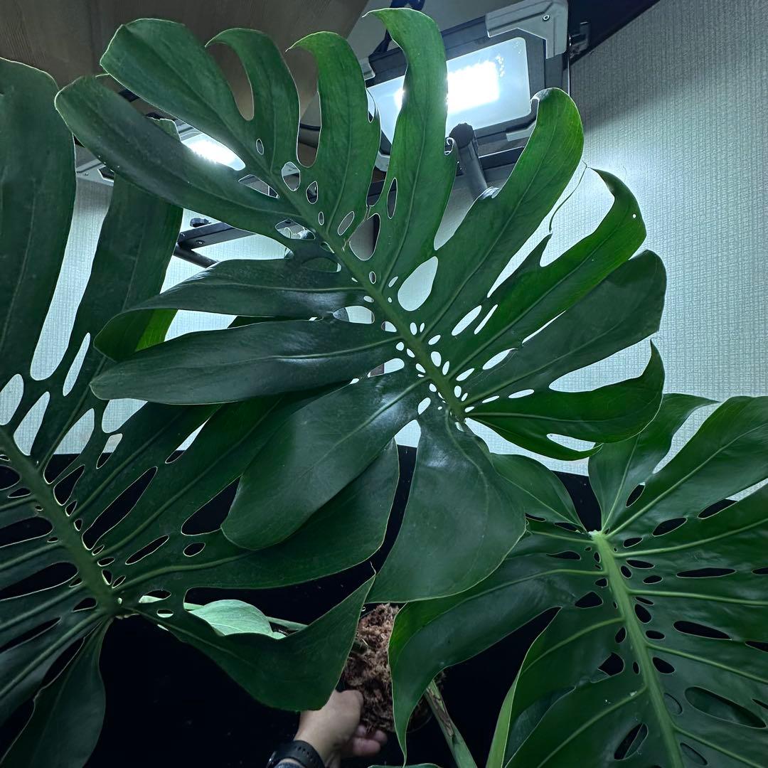 モンステラデリシオーサマクロコズム超希少系統鉢植え86㎝