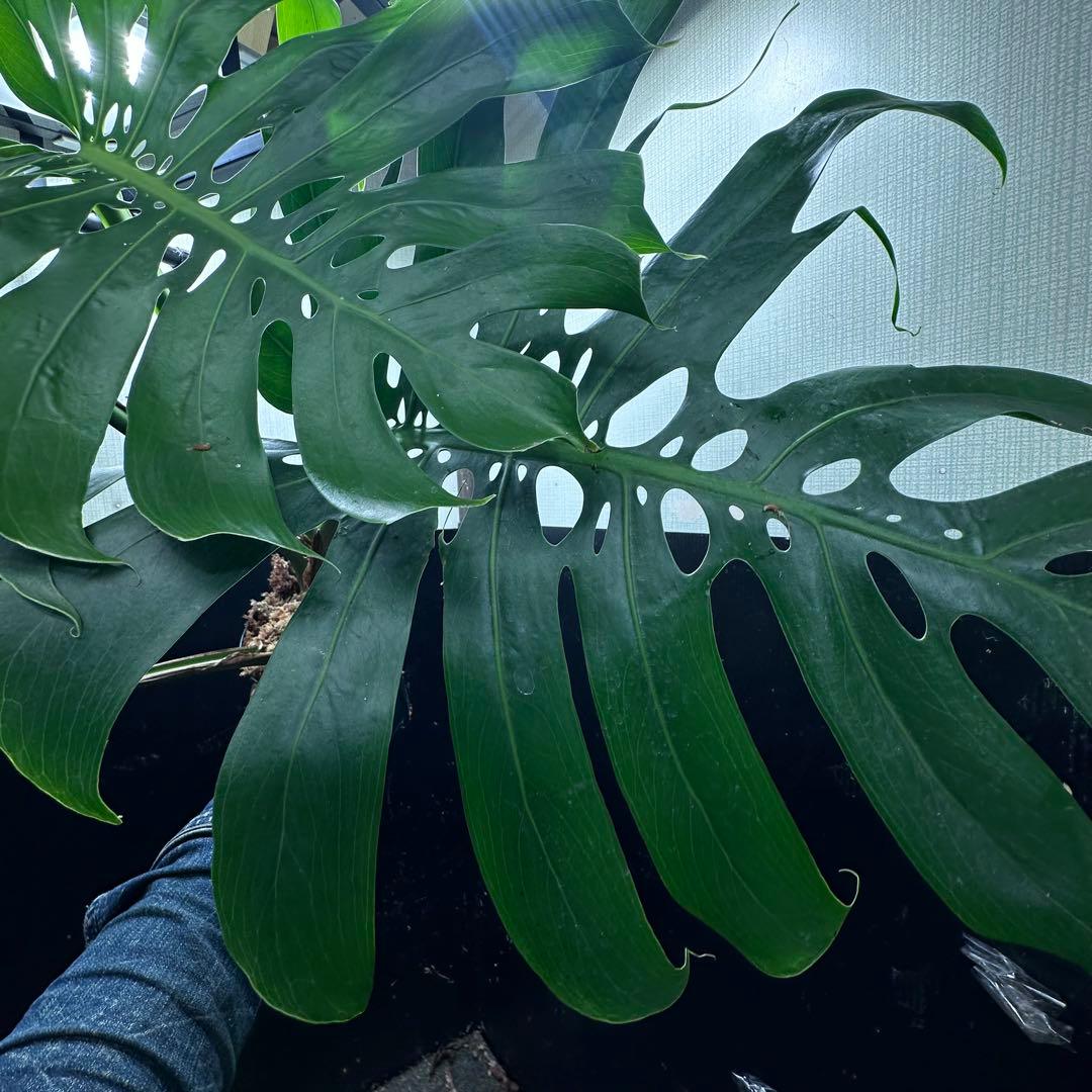 モンステラデリシオーサマクロコズム超希少系統鉢植え86㎝