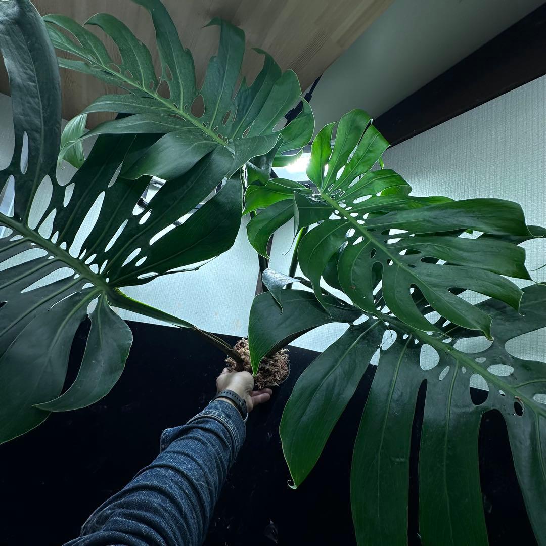 モンステラデリシオーサマクロコズム超希少系統鉢植え86㎝