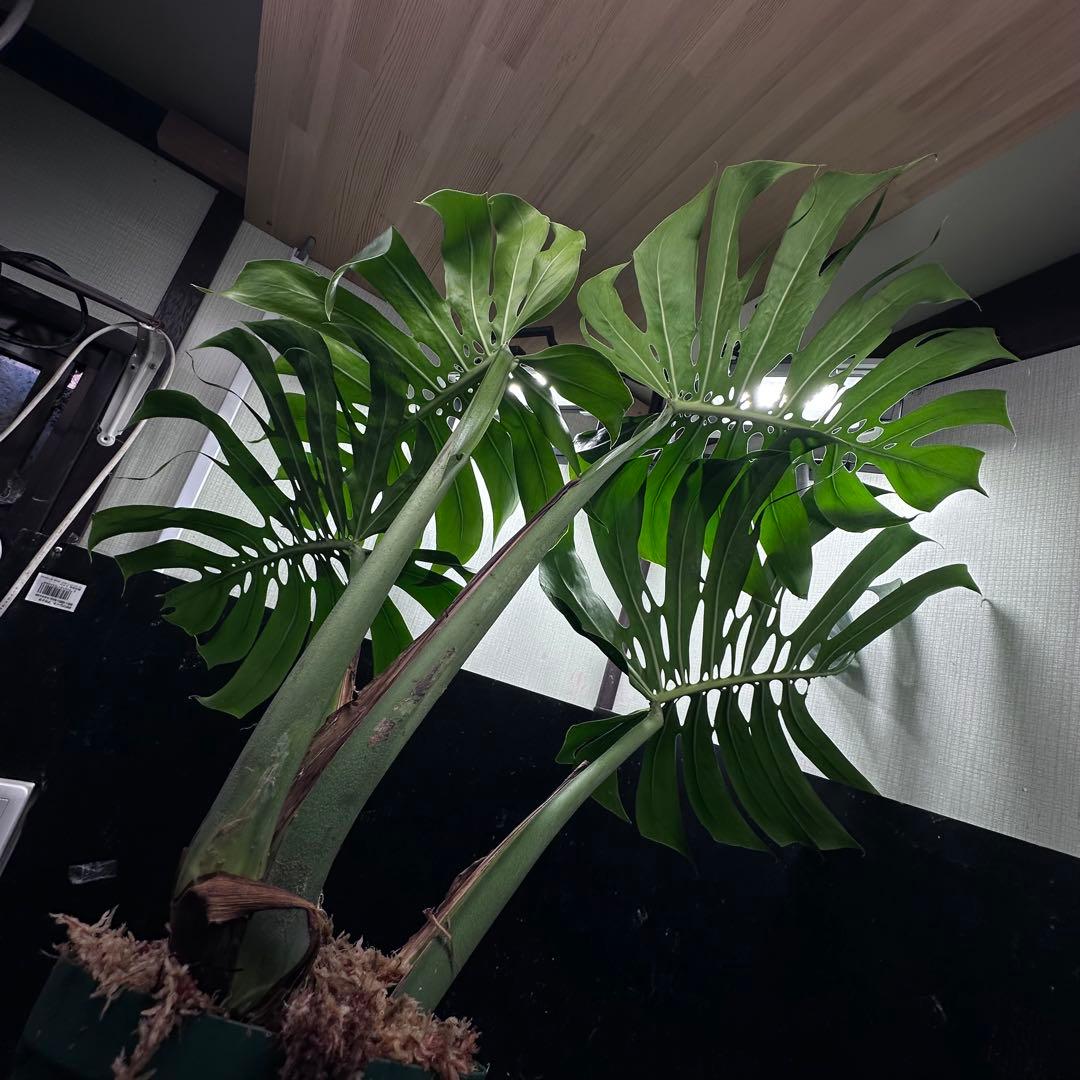 モンステラデリシオーサマクロコズム超希少系統鉢植え86㎝