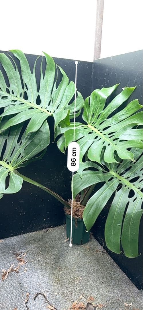 モンステラデリシオーサマクロコズム超希少系統鉢植え86㎝